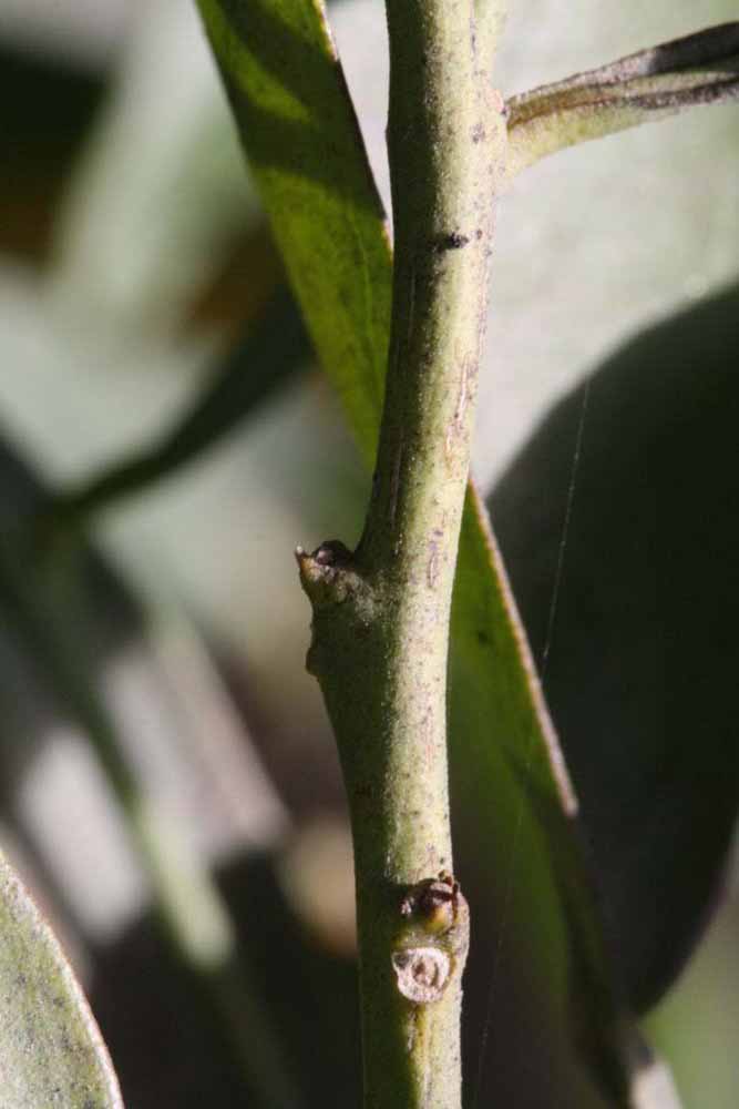              First year twig (Riverside, CA)       